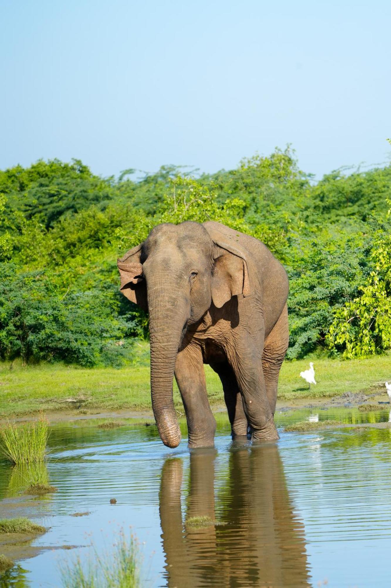 Bundala Flamingo Cotteges Hotel Hambantota Luaran gambar