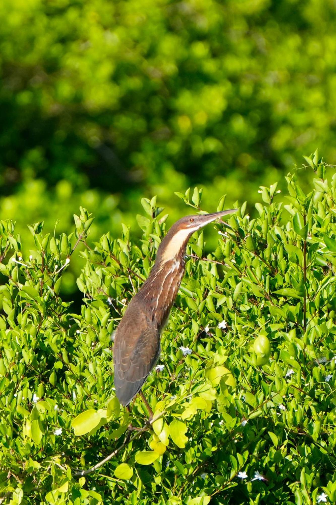 Bundala Flamingo Cotteges Hotel Hambantota Luaran gambar